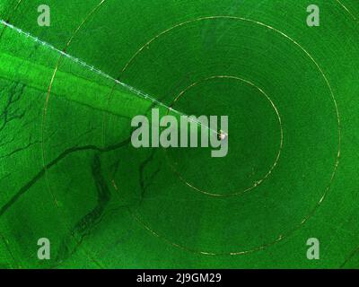 Luftaufnahme von einer Drohne eines grünen Ackerfeldes mit Anbaupflanzen, die mit Pivot-Sprinklern bewässert werden Stockfoto