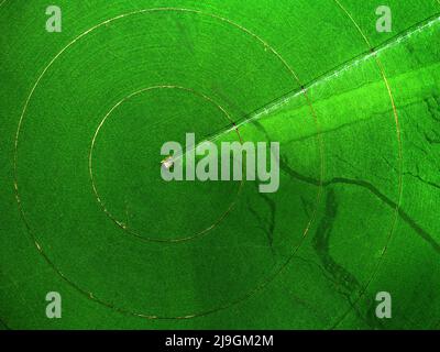 Luftaufnahme von einer Drohne, die über einem grünen Farmfeld fliegt und das Pflanzenwachstum mit Pivot-Sprinklern zur Bewässerung anwächst Stockfoto