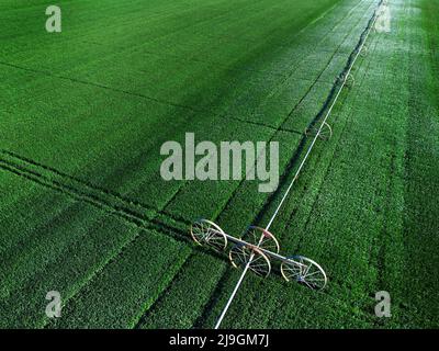 Luftaufnahme von einer Drohne, die über einem grünen Farmfeld fliegt und das Pflanzenwachstum mit Pivot-Sprinklern zur Bewässerung anwächst Stockfoto