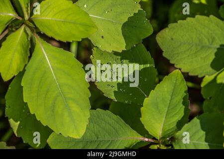 Regentropfen auf der Oberfläche der Blätter einiger Edelsteinunkräuter mit dem hellen Sonnenlicht, das die Wassertröpfchen aus der Nahaufnahme hervorhebt Stockfoto