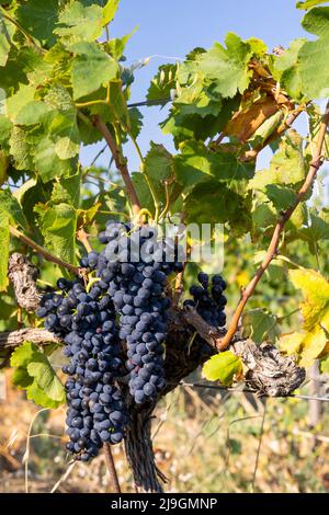 Typischer Weinberg mit blauen Trauben in der Nähe von Chateauneuf-du-Pape, Cotes du Rhone, Frankreich Stockfoto