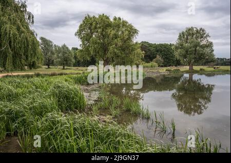 Schilf und Gräser wachsen schnell im Frühsommer Stockfoto