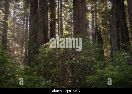 Rhododendron blüht inmitten der hohen Bäume vor dem Redwoods National and State Park Forest, Kalifornien Stockfoto