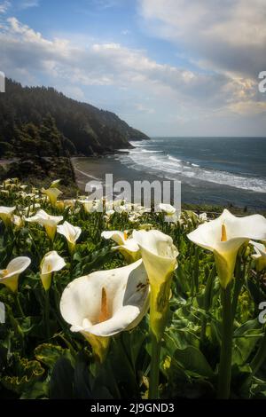 Wilde Calla-Lilien blühen an der schönen und malerischen Küste von Oregon Stockfoto