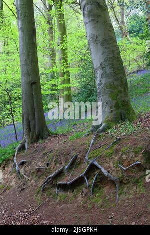 Abbildung von Baumstämmchen einschließlich Aschebaum und einem Buchenbaum mit freigelegten Wurzeln. Houghall Wood, Durham City, County Durham, England, Großbritannien. Stockfoto