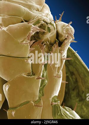 Rasterelektronenmikroskop SEM Bild von einem Sandhopper, Sandfloh, Höhlenflohkrebs Stockfoto