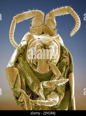 Rasterelektronenmikroskop SEM Bild von einem Sandhopper, Sandfloh, Höhlenflohkrebs Stockfoto