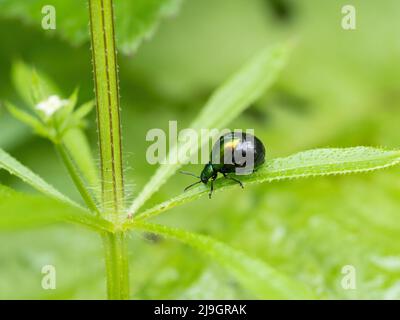 Grüner Dockkäfer, Gastrophysa viridula, graviddes Weibchen. Stockfoto