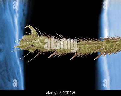 SEM Scanning Electron Microscope Bild einer Bluebottle Fly Alien Kreatur mikroskopische Beindetails Stockfoto