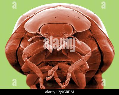 SEM Scanning Electron Microscope Bild eines Marienkäfer Marienkäfer mikroskopisch Stockfoto