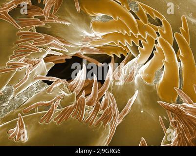 Rasterelektronenmikroskop SEM Bild von einem Sandhopper, Sandfloh, Höhlenflohkrebs Stockfoto