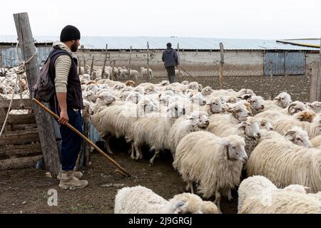 Ein Hirte mit seinem traditionellen Stock sammelt seine Schafherde in einem geschützten Zaun im Vashlovani-Nationalpark in Georgien Stockfoto