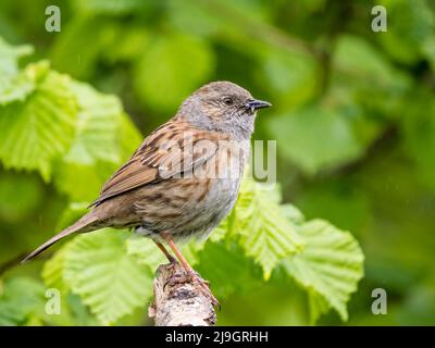 Dunnock mit Schnabel voller Wanzen für seine Jungen Mitte Frühjahr in Mitte Wales Stockfoto