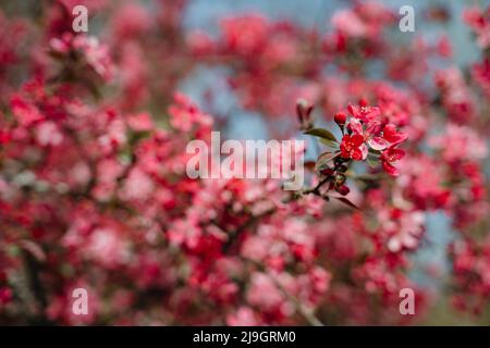 Schöne Malus Praire Fire Crabapple leuchtend rosa Blüte blüht in April Frühling Stockfoto