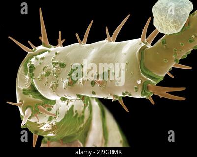 Rasterelektronenmikroskop SEM Bild von einem Sandhopper, Sandfloh, Höhlenflohkrebs Stockfoto
