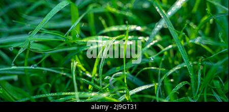 Grünes Gras mit Tau tropft in den Strahlen der Sonne. Stockfoto