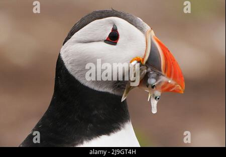 Ein Papageitaucher hält auf den Farne Islands in Northumberland einen Fisch im Schnabel, während die Mitarbeiter des National Trust die jetzt jährliche Puffin-Volkszählung auf der abgelegenen Insel durchführen. Aufgrund des Klimawandels, der zu einem Rückgang der für die Vögel verfügbaren Nahrung führt, wurde die Zählung von fünf auf jährlich im Jahr 2019 geändert. Bilddatum: Sonntag, 22. Mai 2022. Stockfoto