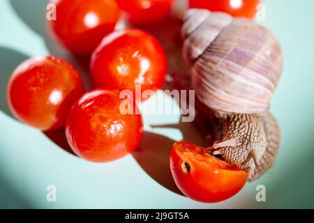 Helix pomatia (römische Schnecke oder Burgunder Schnecke) mit Tomaten Stockfoto