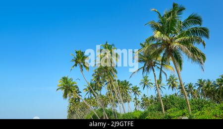 Hohe Kokospalmen vor blauem Himmel. Stockfoto