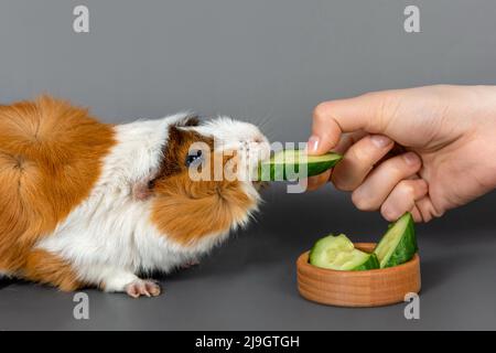 Guineaschweinrosette auf grauem Hintergrund. Flauschig niedlichen Nagetier Meerschweinchen essen eine Gurke aus der Hand einer Frau auf farbigem Hintergrund Stockfoto