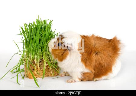 Guineaschweinrosette auf weißem Hintergrund. Flauschige niedliche Nagetier Meerschweinchen frisst grünes Gras auf farbigem Hintergrund Stockfoto