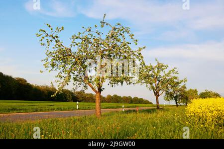 Ein Wiesengarten in Hohenlohe, Apfelbäume auf einem Rapsfeld, Baden-Württemberg, Deutschland, Europa Stockfoto