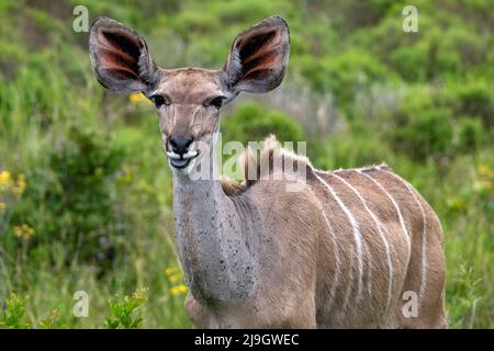 Großkudu (Tragelaphus strepsiceros) Nahaufnahme des Weibchens im iSimangaliso Wetland Park, KwaZulu-Natal, Südafrika Stockfoto