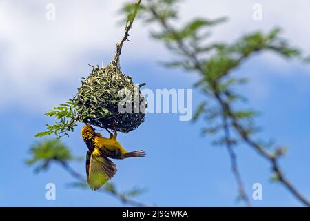 Südlicher maskierter Weber / Afrikanischer maskierter Weber (Ploceus velatus), männliches Baunest mit Grasstreifen, Provinz Mpumalanga, Südafrika Stockfoto