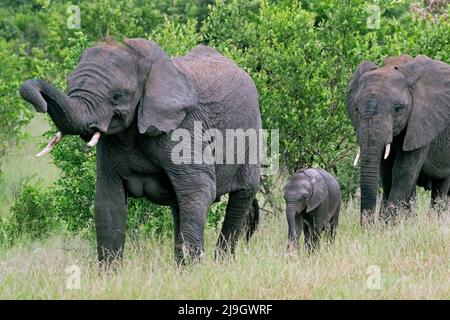 Afrikanischer Buschelefant (Loxodonta africana), zwei Kühe mit Kalb im Krüger National Park, Provinz Mpumalanga, Südafrika Stockfoto