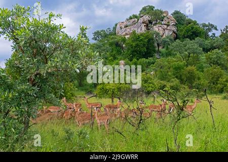 Granitkoppie, Felsvorsprung und Impala-Herde (Aepyceros melampus) im Krüger-Nationalpark, Provinz Mpumalanga, Südafrika Stockfoto