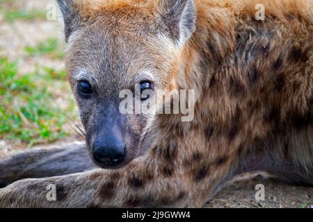Gefleckte Hyäne / lachende Hyäne (Crocuta crocuta), Nahaufnahme im Krüger-Nationalpark, Provinz Mpumalanga, Südafrika Stockfoto