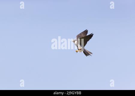 Eurasian Hobby (Falco subbuteo) Erwachsene fliegen mit Libellenbeute in Talonen, Suffolk, England, Mai Stockfoto