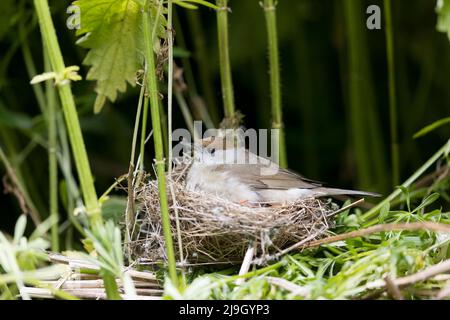 Blackcap Sylvia atricapilla, erwachsenes Weibchen, das auf dem Nest sitzt, Suffolk, England, Mai Stockfoto