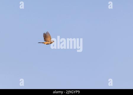 Gewöhnlicher Whitethroat (Sylvia communis), erwachsener Mann, der im Ausstellungsflug singt, Suffolk, England, Mai Stockfoto