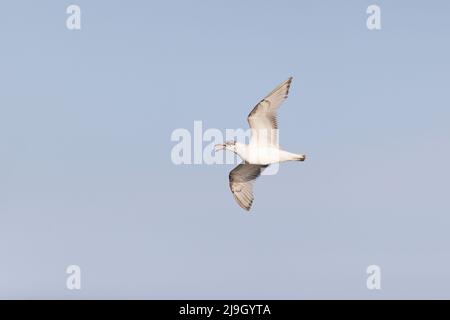 Mittelmeermöwe (Larus melanocephalus) 1. Sommergefieder ruft im Flug, Suffolk, England, Mai Stockfoto