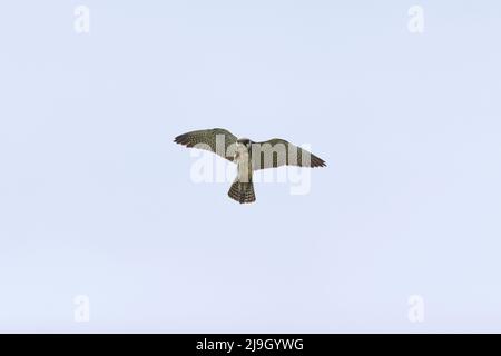 Eurasisches Hobby Falco subbuteo, Erwachsene füttern auf Insekten im Flug, Suffolk, England, Mai Stockfoto