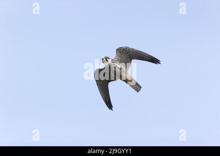 Eurasisches Hobby Falco subbuteo, Erwachsenenfliegen, Suffolk, England, Mai Stockfoto