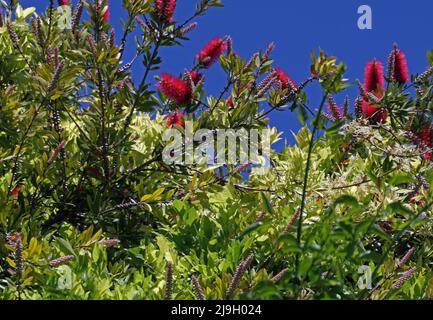 Flaschenbürste (callistemon viminalis) blüht im sardischen Garten Stockfoto