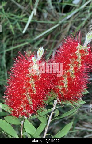 Flaschenbürste (callistemon viminalis) blüht im sardischen Garten Stockfoto