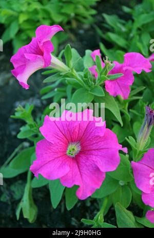 Nahaufnahme die auffälligen heißen rosa Petunien blühen im Garten Stockfoto