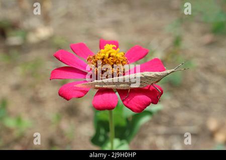 Nahaufnahme einer braunen Zahnstocher-Heuschrecke mit langem Kopf auf einer blühenden Zinnia-Blume Stockfoto