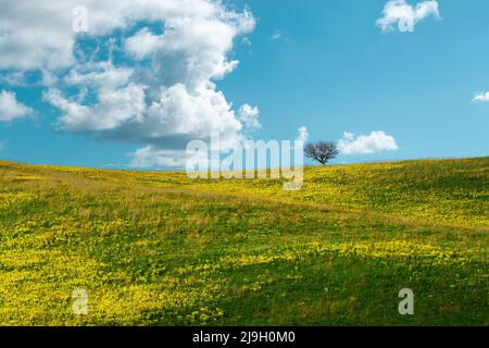 Grünes Feld mit einem einsamen Baum, gelben Blumen und blauem Himmel mit Wolken. Panoramablick auf Gras und Blumen auf dem Hügel am sonnigen Frühlingstag Stockfoto