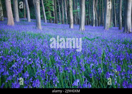 Ein ruhiger und cooler Teppich aus Bluebells in der Nähe von Cleeve in North Somerset, England Stockfoto