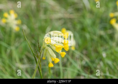 Blumen des Cowslip (Primula veris) Stockfoto