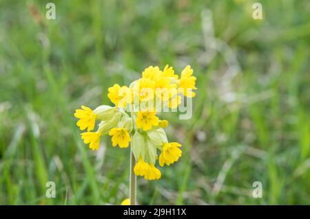 Blumen des Cowslip (Primula veris) Stockfoto