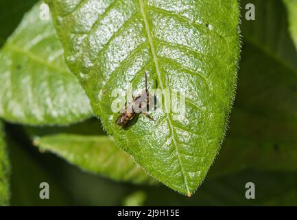 Flavous Nomad Bee (Nomada flava) Stockfoto