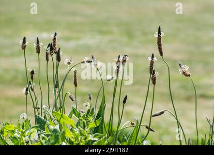 Spitzwegerich Spitzwegerich (Plantago Lanceolata) Stockfoto