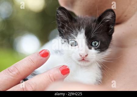 5 Wochen altes Kätzchen Stockfoto