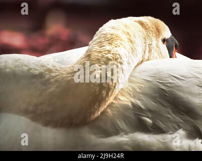 Mute Swan ruht sich bei Sonnenuntergang an einem Ufer aus Stockfoto