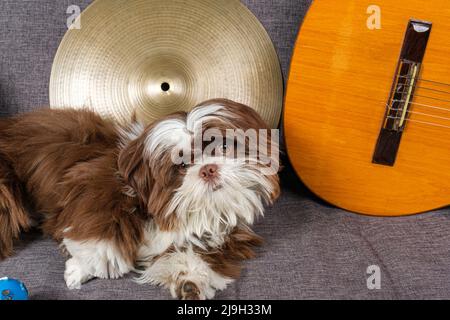 Nahaufnahme eines 6 Monate alten Shih-Tzu-Welpen, umgeben von Zimbeln und Gitarre. Stockfoto